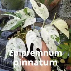 モンステラデリシオーサ デビルモンスター カット茎 ミドルカット2節