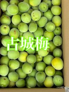 古城梅 青梅 梅酒 梅シロップ用のサムネイル