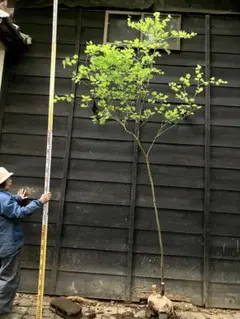 2026年最新】コハウチワカエデ 山採りの人気アイテム - メルカリ