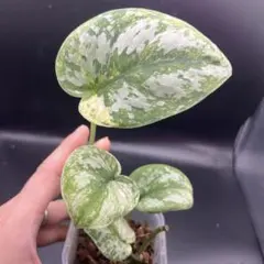 ジョニ～様 リクエスト 10点 まとめ商品