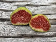 2025年最新】いちじく穂木の人気アイテム - メルカリ