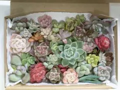 kojiguriririri様 リクエスト 2点 まとめ商品