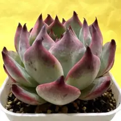 ㊼大きめ苗! 桜鬼❣️リンゼアナざわわ❣️赤鬼❣️紅染華❣️6苗メルカリ便送料込 2025年最新】リンゼアナの人気アイテム - メルカリ