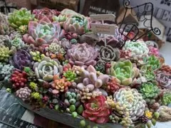 多肉植物 そのまま飾れる大きな寄せ植え 小鳥さん柄 うさちゃんの箱庭❁⃘*.゜