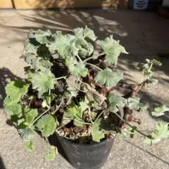 PM2 ペラルゴニウム ミラビレ 発根済 ※鉢付きメルカリ便発送 PM2 ペラルゴニウム ミラビレ 発根済 ※鉢付きメルカリ便発送 - メルカリ