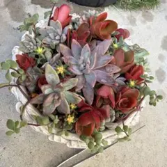 多肉　もりもり寄せ植えセット❣️