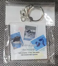 名古屋港水族館 シャチ フォト アクリルキーホルダー リン Dear Lynn