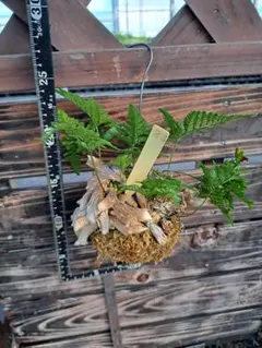 シノブゴケ 5トレー 苔 苔玉 苔リウム 苔テラリウム こけ コケ - メルカリ