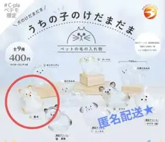 正規品　うちの子のけたま カプセルトイ　柴犬　ペテモ限定