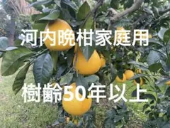 口コミで大人気みかん 愛媛県産 南柑20号 10キロ 農家直送 旬の柑橘