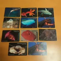 明治　生物図鑑グミ　深海生物　トレカセット 生物図鑑グミ 深海生物編