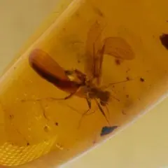 LA266虫入り琥珀化石 ミャンマー カムティかタナイ産 9900万年前
