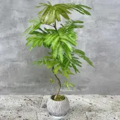 幹極太 エバーフレッシュ 盆栽 天然苔仕立て 陶器鉢 植え込み発送