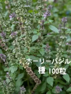 ホーリーバジル種100粒☆2026年採取☆無農薬☆トゥルシー☆ハーブ☆種子☆種