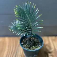 2025年最新】ソテツ 希少の人気アイテム - メルカリ