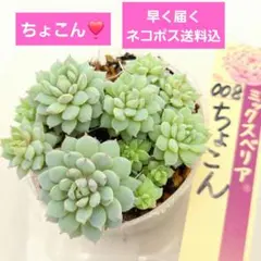 2026年最新】おらいさん苗の人気アイテム - メルカリ