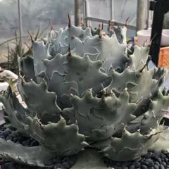 ビ*ル様 アガベ ブルーエンジェル 藍天使錦 中斑 激詰まりの親株！綺麗