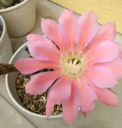 花サボテン ピンク花 子株 抜き苗 - メルカリ