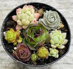 多肉植物　カット苗　抜き苗　セット