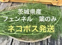茨城県産　新鮮 フェンネル 葉のみ　ネコポス　栽培期間中農薬不使用　6/5発送のサムネイル