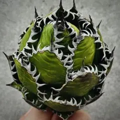 2026年最新】アガベ ホリダの人気アイテム - メルカリ