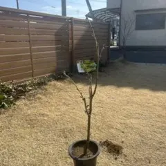 6鉢のみ　キングサリ苗　キングサリ　1鉢