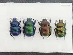 2025年最新】センチコガネの人気アイテム - メルカリ