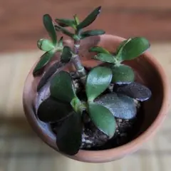 多肉植物　金のなる木の抜き苗 縁起物　3本に枝分かれのサムネイル