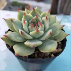 多肉植物　チワワエンシス抜き苗❁⃘*.゜❁⃘*.゜