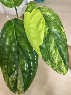 2025年最新】斑入り モンステラ ジェイドシャトルコックの人気アイテム