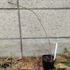 キングサリ　挿し木苗