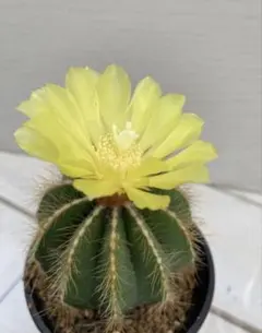 たけこ様 リクエスト 2点 まとめ商品