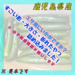 8日収穫分の為更に値引き中　訳ありきゅうり　5キロ　エサ用