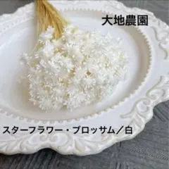 済　パセリ様　ご専用