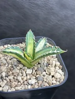 2026年最新】白鯨錦の人気アイテム - メルカリ