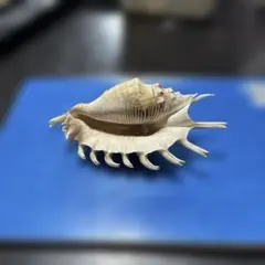 ムカデソガイと呼ばれる巻貝の殻