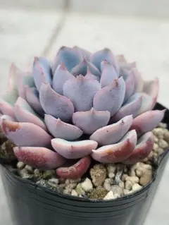 メイ様 リクエスト 2点 まとめ商品