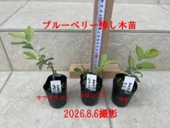 ブルーベリー苗 サウスランド コロンブス ラヒ 3本セットのサムネイル
