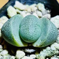 ハオルチア Haworthia picta モンスト 深海の女王 多肉植物 - メルカリ