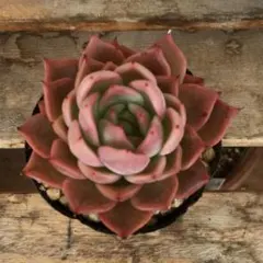 2026年最新】おらい そわそわの人気アイテム - メルカリ