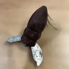 フロッグプロダクツ　ガンディー二のサムネイル