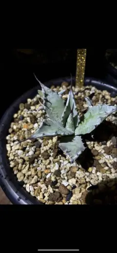 2025年最新】アガベ パリー トランカータの人気アイテム - メルカリ