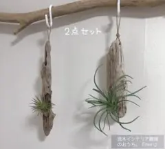 Ｎｏ．1115 流木 エアプランツ ハンキング2点セット 人工観葉植物