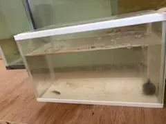 GRANDE 900 ガラス水槽 90cm 手渡しのみです - メルカリ