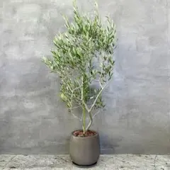 現品］【希少】21番 オリーブアスコラーナ 8号 レア オリーブの木