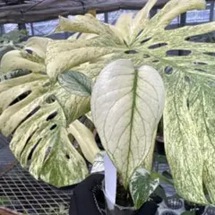 希少モンステラデリシオーサホワイトモンスター斑入りミント 観葉植物