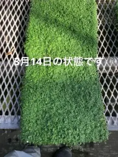2026年最新】ベビーティアーズシートの人気アイテム - メルカリ