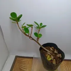 さ*や様 元祖⬛︎ 白 パンダ ガジュマル ⬛︎挿し木専用 音*荼様 元祖⬛︎ 白パンダガジュマル ⬛︎挿し木専用 - メルカリ