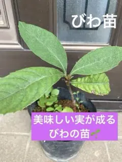 びわの収穫 種から発芽させて6年経過2024年05月26