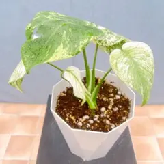現品　モンステラ　ホワイトモンスター　86番　希少　観葉植物　インテリアグリーン 現品 モンステラ ホワイトモンスター 86番 希少 観葉植物 インテリア